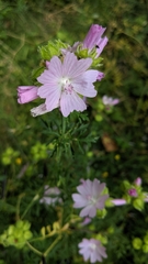 Malva moschata