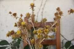 Carlina libanotica