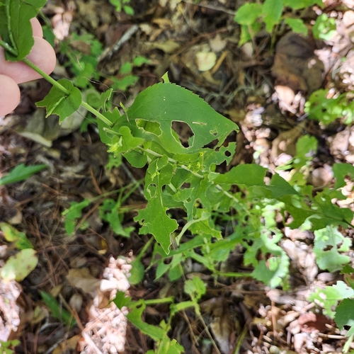 Image of Solidago auriculata by no rights reserved
