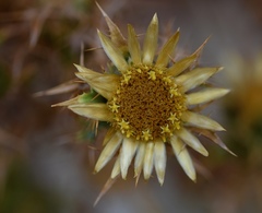 Carlina libanotica