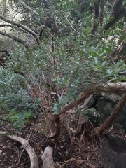 Maytenus acuminata