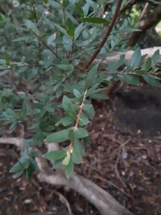 Maytenus acuminata