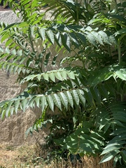Ailanthus altissima
