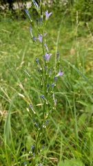 Campanula rapunculus