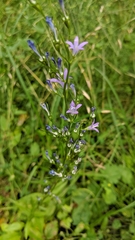 Campanula rapunculus
