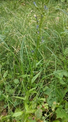 Campanula rapunculus