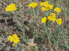 Achillea arabica