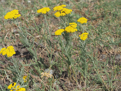 Achillea arabica