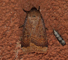 Abagrotis anchocelioides