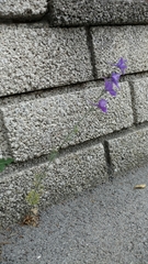 Consolida orientalis