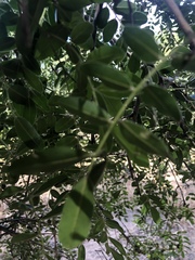 Xanthocercis zambesiaca