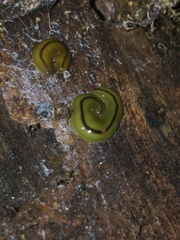 Othelosoma joburgi