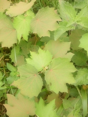 Triumfetta rhomboidea