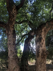 Xanthocercis zambesiaca