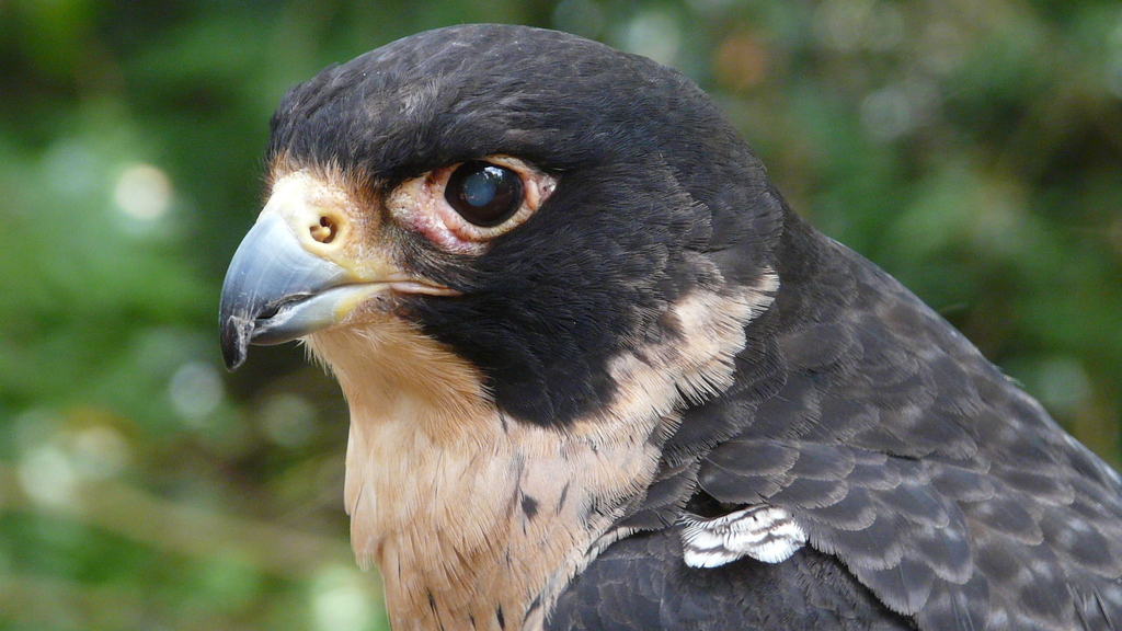 Peregrine Falcon from Iguazu Falls, Argentina on December 28, 2009 at ...