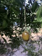 Xanthocercis zambesiaca