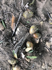 Xanthocercis zambesiaca