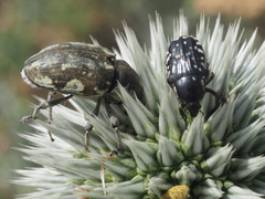 Larinus onopordi