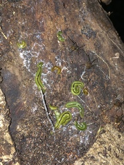 Othelosoma joburgi