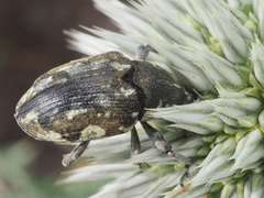 Larinus onopordi