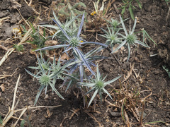 Eryngium caeruleum