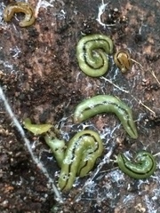 Othelosoma joburgi