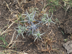 Eryngium caeruleum