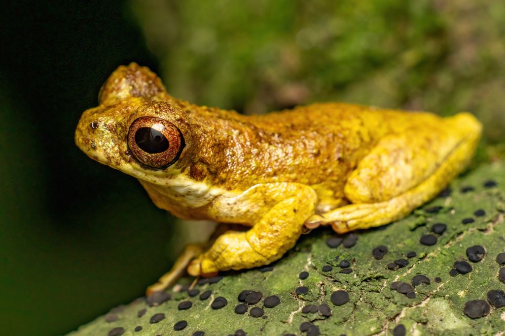 Nova Friburgo Treefrog