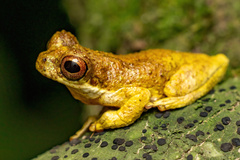 Nova Friburgo Treefrog photo 3