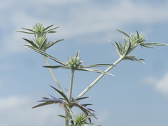 Eryngium caeruleum