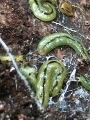 Othelosoma joburgi