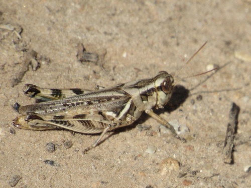 Two-spined Spur-throat Grasshopper photo 2