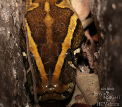 African Rock Python photo 1