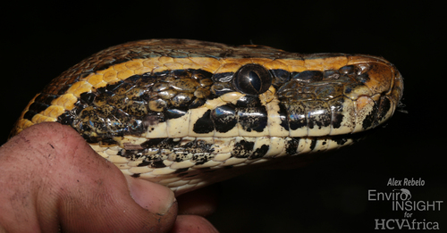 African Rock Python
