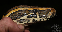African Rock Python photo 2