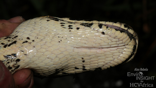 African Rock Python