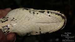 African Rock Python photo 3