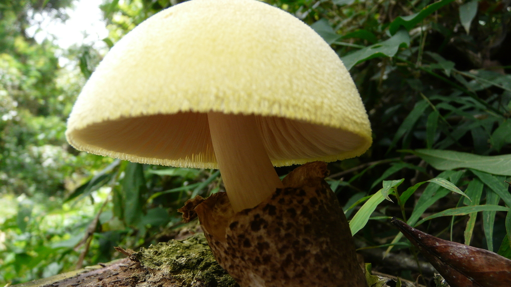 Volvariella bombycina · December 2009 · photo: © bobglen (iNaturalist, cc-by)