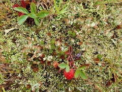 Cladonia subcariosa