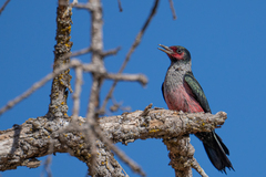 Lewis's Woodpecker photo 3