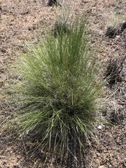 Festuca idahoensis