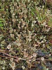 Cladonia albonigra