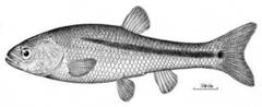 Aztec Chub photo 2
