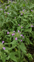 Clinopodium vulgare