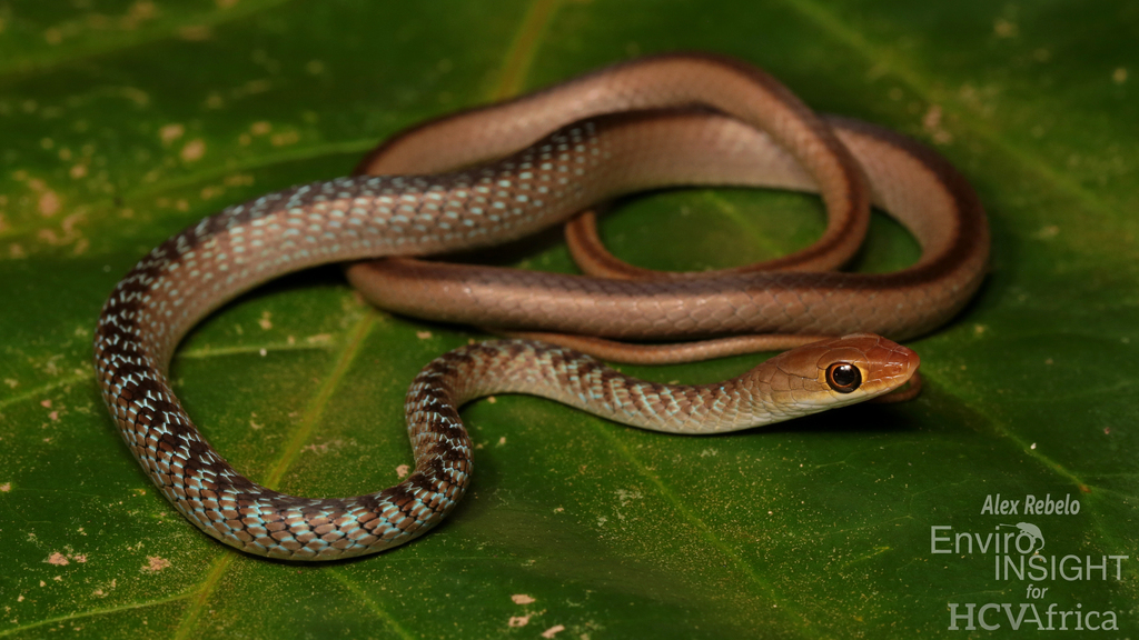 Striped Green Snake