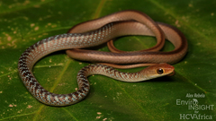 Striped Green Snake photo 1