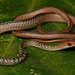 Striped Green Snake - Photo (c) Alex Rebelo, some rights reserved (CC BY-NC), uploaded by Alex Rebelo