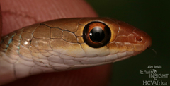 Striped Green Snake photo 3