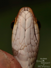 Striped Green Snake photo 5