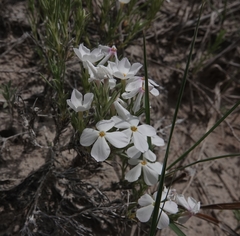 Phlox andicola